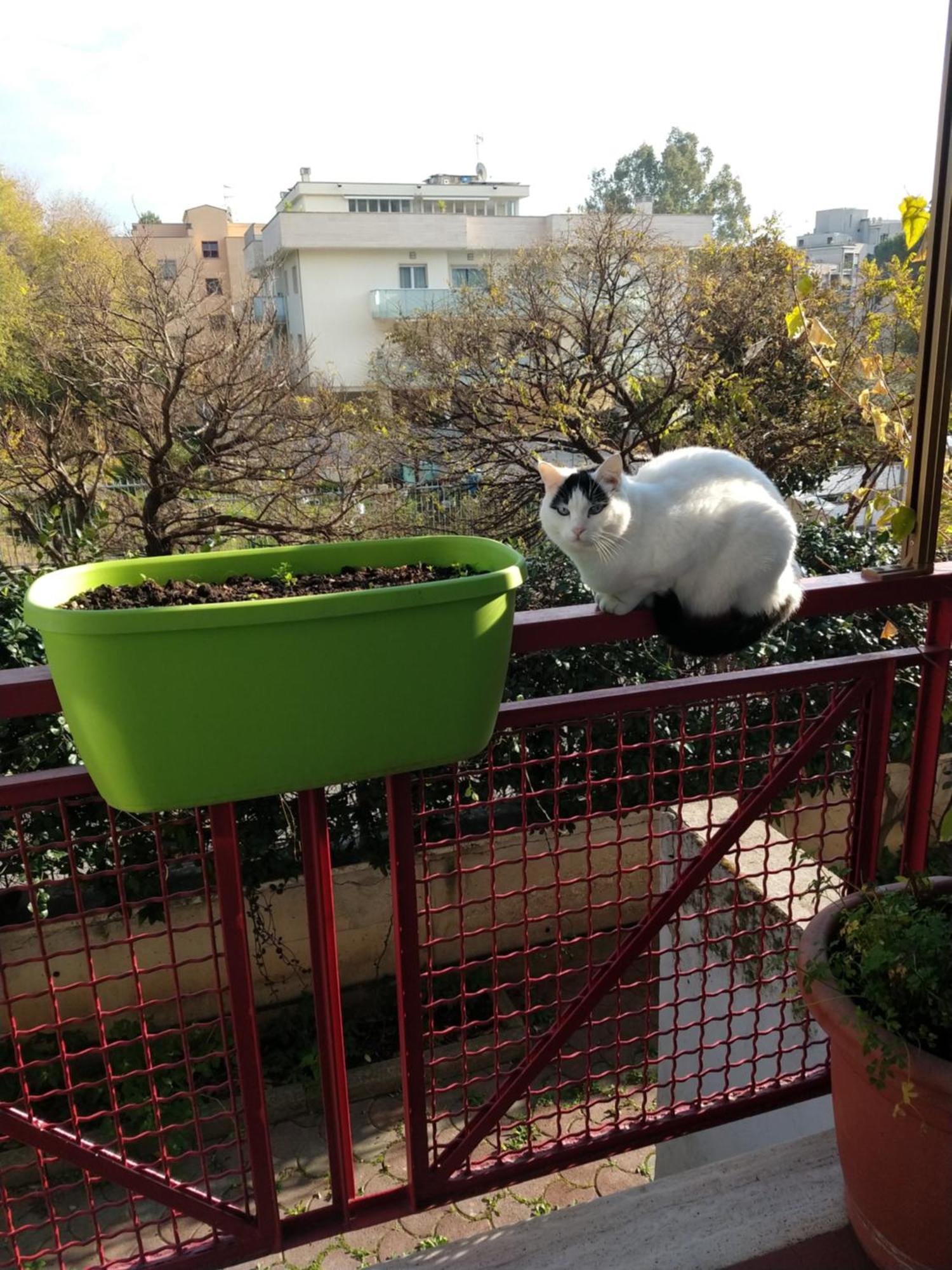 Intero Appartamento Con Giardino E Parcheggio Roma Esterno foto